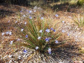 tn_agrostocrinum_hirsutumdscf1099.jpg