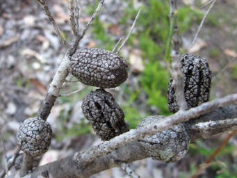 tn_allocasuarina_humilis_cones_img_4207.jpg
