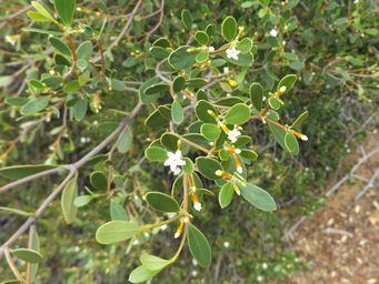 tn_alyxia_buxifolia_m_dscf0549.jpg