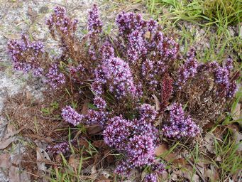 tn_andersonia_caerulea_foxtails_n.jpg
