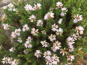 tn_andersonia_sprengelioides_dscf2263.jpg