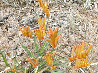 tn_anigozanthos_humilis_cats_paw_m_dscf0599.jpg