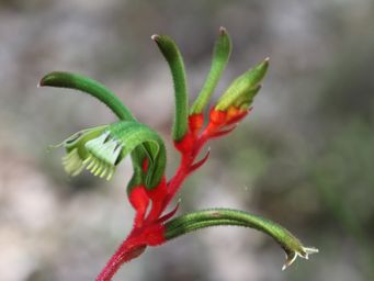 tn_anigozanthos_manglesii_img_2012.jpg