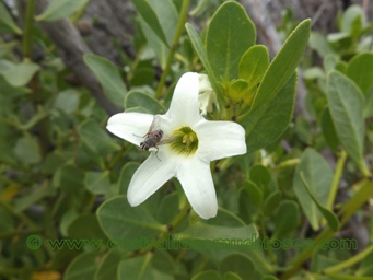 tn_anthocercis_viscosa_sticky_tail_flowerdscf2246.jpg