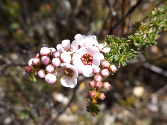 tn_babingtonia_camphorosmaedscf6252.jpg