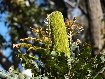 tn_banksia_grandis_dscf1195.jpg