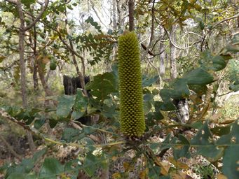 tn_banksia_grandis_dscf1455.jpg