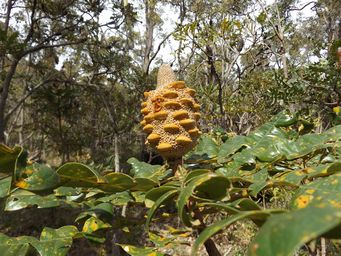 tn_banksia_grandis_dscf1456.jpg