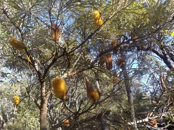 tn_banksia_littoralisdscf2553c.jpg
