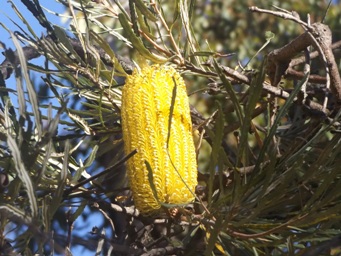 tn_banksia_littoralisdscf2558.jpg