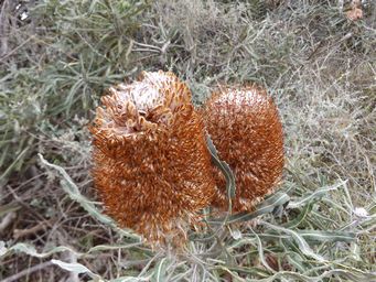 tn_banksia_m_dscf0551.jpg