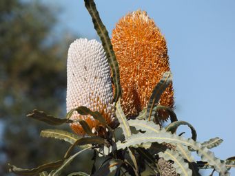 tn_banksia_prionotes_pg_dscf0323.jpg