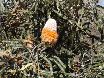 tn_banksia_prionotespg_dscf0341.jpg