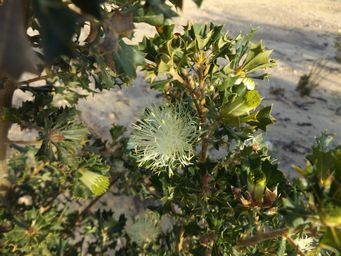 tn_banksia_sessilis_l_dscf0076.jpg