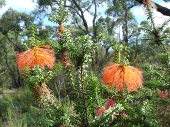 tn_beaufortia_sparsa_nannup.jpg