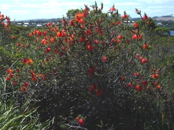 tn_beaufortia_sparsa_w_dsc09389.jpg