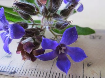 tn_billardieravariifolia.jpg
