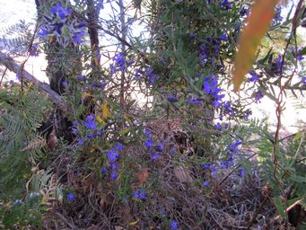 tn_billardieravariifolia1.jpg