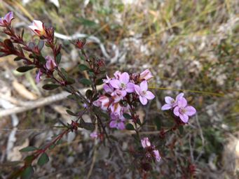 tn_boronia_crenulata__dscf0756.jpg