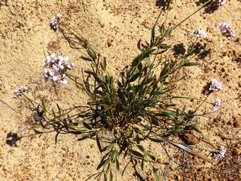 tn_boronia_cymosa_granite_boronia_dscf0124.jpg