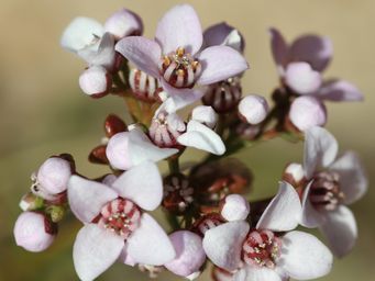 tn_boronia_cymosa_k_img_1736.jpg