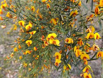 tn_bossiaea_linophylla_dscf0301.jpg