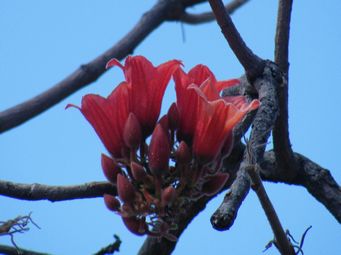 tn_brachychiton_viscidulum_kim_dscf0111c.jpg