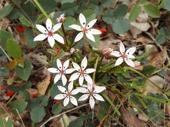 tn_burchardia_multiflora_dscf0112.jpg