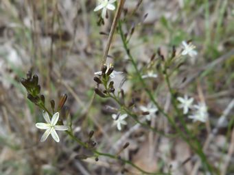 tn_caesia_micrantha_dscf0928.jpg