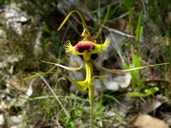 tn_caladenia_lobata_104651.jpg