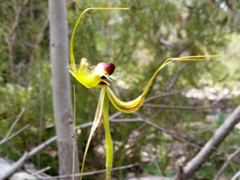 tn_caladenia_lobata_115043_c.jpg