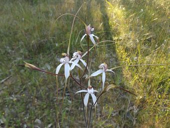 tn_caladeniadscf5139.jpg