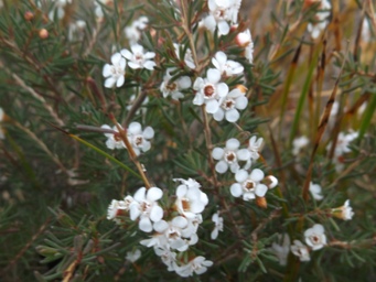 tn_chamelaucium_ciliatum_dscf2267c.jpg