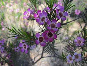 tn_chamelaucium_uncinatum_gerladtonwaxcvimg_3296.jpg