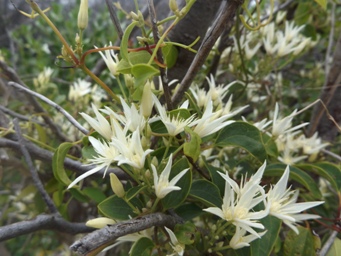 tn_clematis_pubescens_dscf2249c.jpg