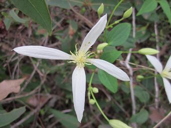 tn_clematispubescensflower.jpg