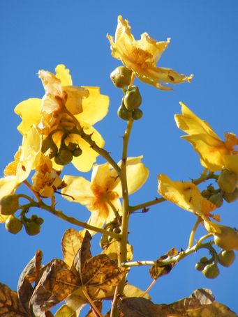 tn_cochlospermum_fraseri_kim_dscf0080c.jpg