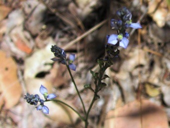 tn_comesperma_calymega_img_4419ccca.jpg