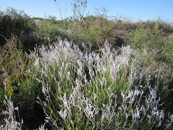 tn_conospermum_stoechadisl_img_3156.jpg