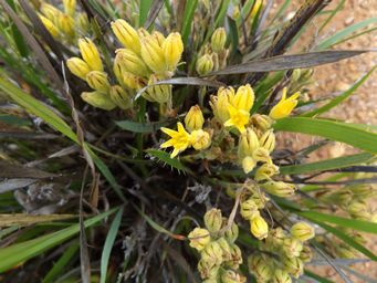 tn_conostylis_m_dscf0557.jpg