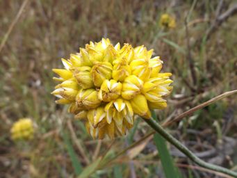 tn_conostylis_nw_dscf0516.jpg