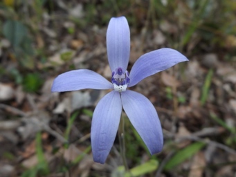 tn_cyanicula_sericea_dscf0157.jpg