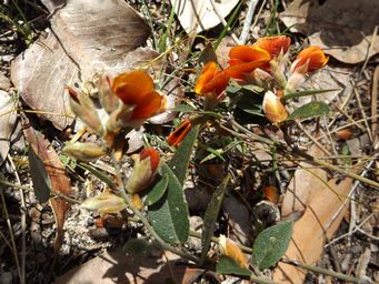 tn_orange_bossiaea_ornata_dscf0280c.jpg
