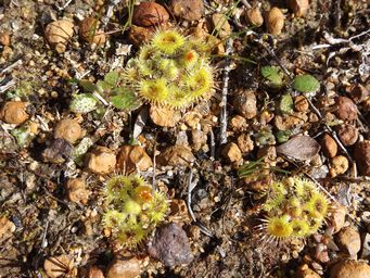 1024xdrosera_glanduligera_dscf9244.jpg