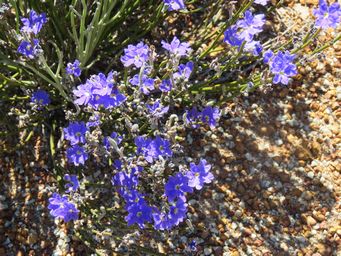 341_dampiera_juncea_img_9225.jpg