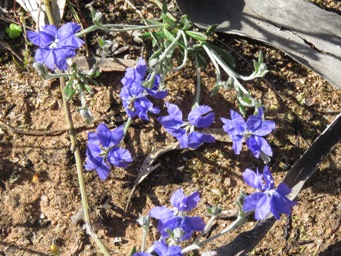341_dampiera_lavandulacea_img_2921c.jpg