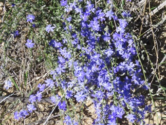 341_dampiera_lavandulacea_kr_img_9375c.jpg