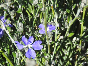 341_dampiera_lavandulacea_kr_img_9380.jpg