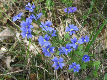 341_dampiera_linearis_img_0547.jpg