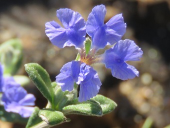 341_dampiera_m_img_9302cc.jpg